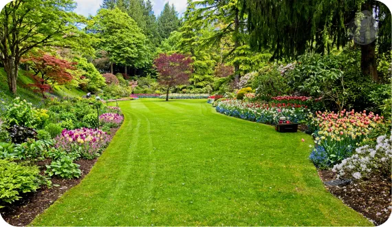 idealnie skoszona trawa w ogrodzie